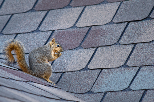 Squirrel sitting on a roof