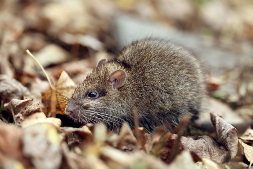 Rodent Control | Rodent Exterminator | Roswell, GA