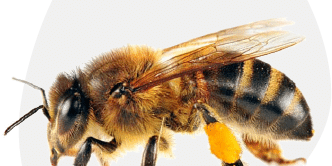 Bees