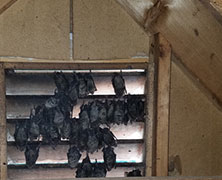 bats in attic Buckhead