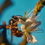 yellow jacket removal in atlanta 1