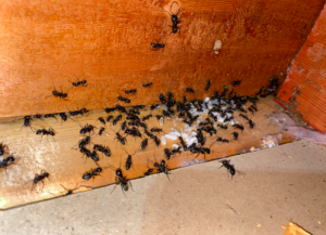 carpenter ant removal in atlanta