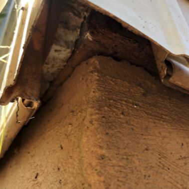 Rodent Proofing home siding corners Guard