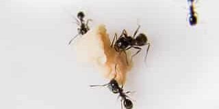 ant exterminator