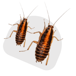 cockroach control