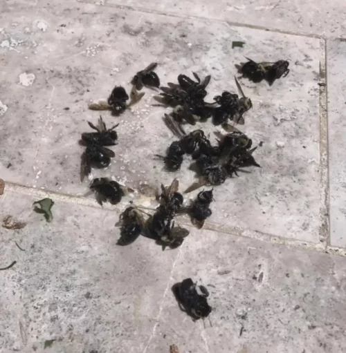 bee exterminator