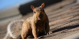 squirrel removal