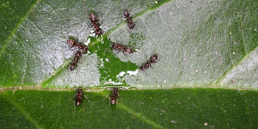 argentine ant control smart solutions exterminator