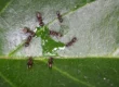 smart solutions exterminator