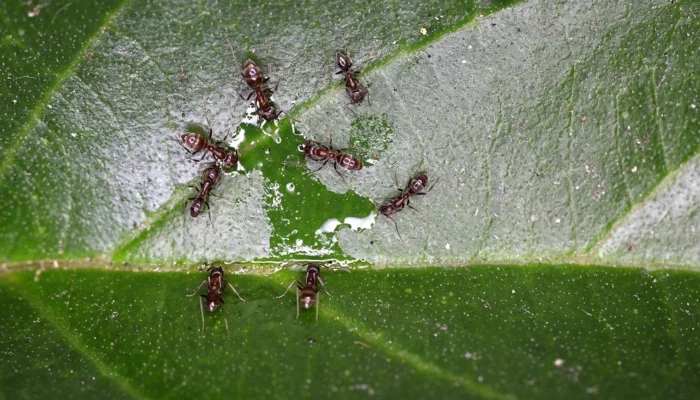 smart solutions exterminator