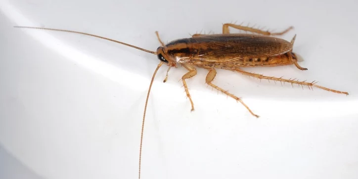 german cockroach