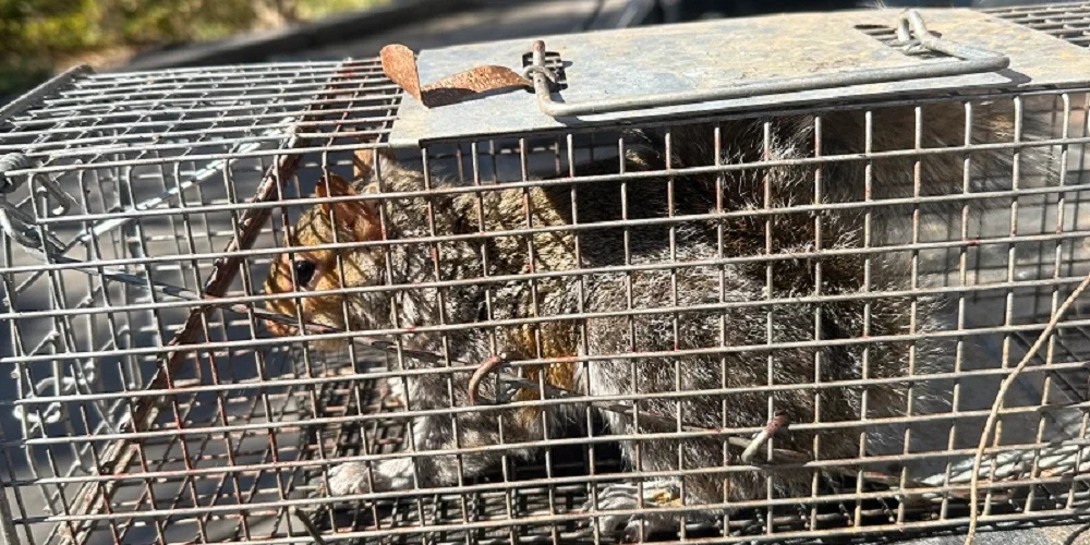 squirrel control marietta squirrels in attic