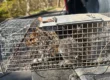 squirrels in attic