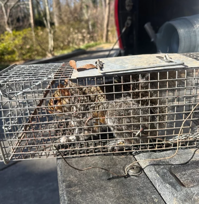 squirrels in attic
