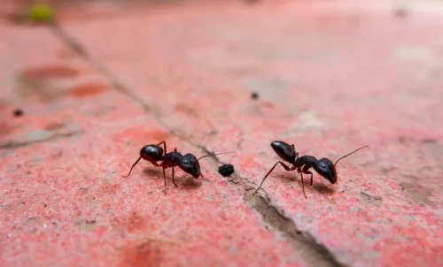 black ant exterminatator