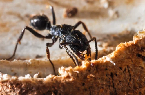 ant exterminator